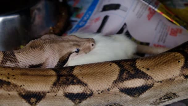 Bir boa yılanı büyük bir fareyi yeme sürecinden geçer. — Stok video