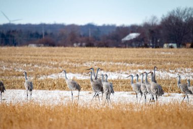 Göç ettikleri sırada Ontario 'da toplanan bir grup kum tepesi turnası.
