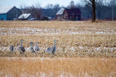 Göç ettikleri sırada Ontario 'da toplanan bir grup kum tepesi turnası.