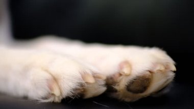 İri köpek ayağı ve köpek bakımı kavramını kapat.