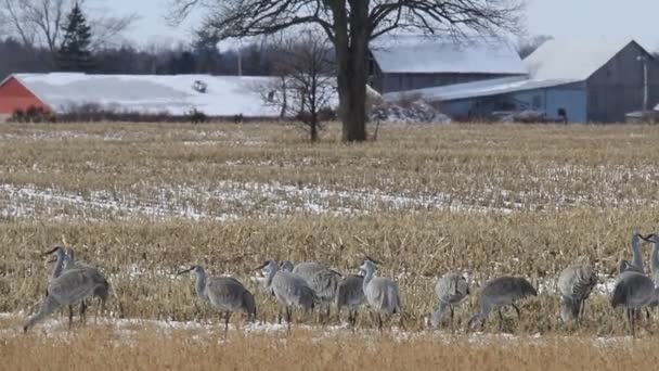 Hunderte von Sanhill-Kranichen ziehen in Long Point durch Kanada — Stockvideo