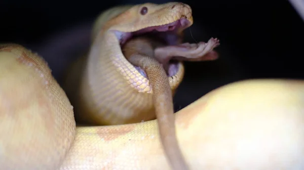 Albino boa constrictor καταπίνει ένα μεγάλο αρουραίο με ουρά — Φωτογραφία Αρχείου