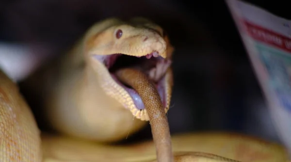 白化病大蟒蛇吞食有尾巴的大老鼠 — 图库照片
