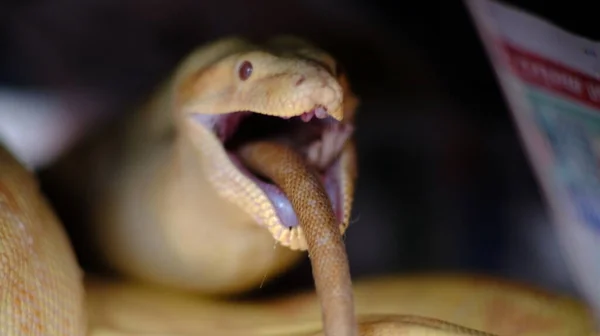 Albino boa constrictor καταπίνει ένα μεγάλο αρουραίο με ουρά — Φωτογραφία Αρχείου