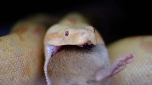 Bir boa yılanının yemeğini yerken yakın plan fotoğrafını çek. — Stok fotoğraf