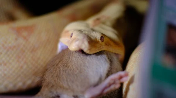 Foto de perto de uma boa constritor comendo sua refeição — Fotografia de Stock