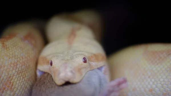 Close up photo of a boa constrictor eating its meal — Stock Photo, Image