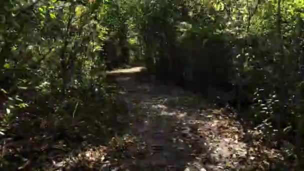 4k video de caminar a través de un bosque en el día de otoño soleado — Vídeos de Stock