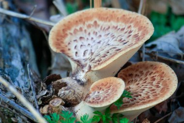 Ormanın zemininde çürüyen bir ağaçta büyük bir funghi yetişir.