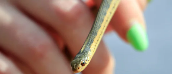 female hand with nail polish holds a small garter snake