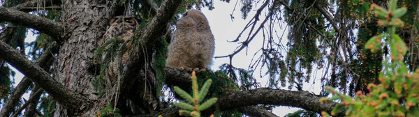 Een grote gehoornde uil en haar uil zitten in een boom in de schemering voor te bereiden om te jagen — Stockfoto