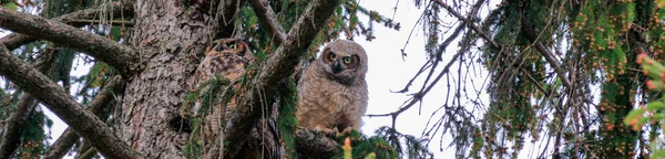 Een grote gehoornde uil en haar uil zitten in een boom in de schemering voor te bereiden om te jagen — Stockfoto