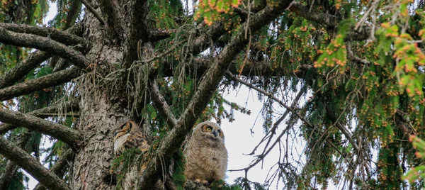 Eine große Uhu und ihre Eule sitzen in der Abenddämmerung auf einem Baum und bereiten sich auf die Jagd vor — Stockfoto