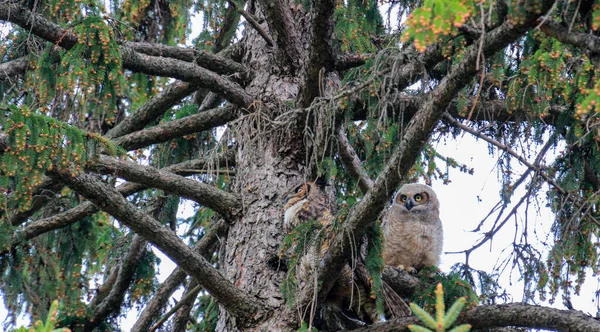 Eine große Uhu und ihre Eule sitzen in der Abenddämmerung auf einem Baum und bereiten sich auf die Jagd vor — Stockfoto