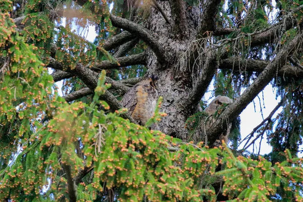Ağaçta tünemiş büyük boynuzlu bir baykuş. — Stok fotoğraf