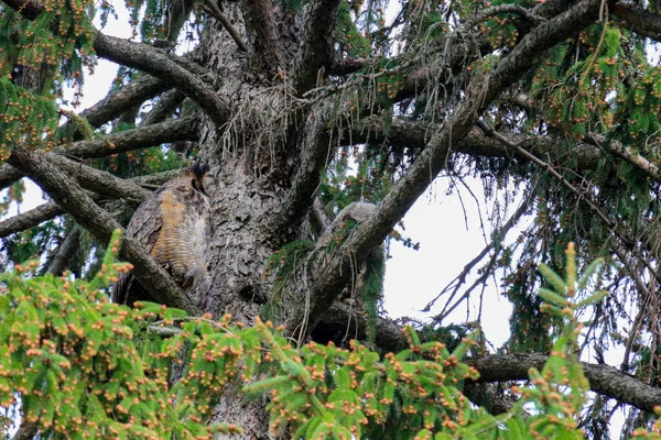 Een grote gehoornde uil die in een boom zit. — Stockfoto