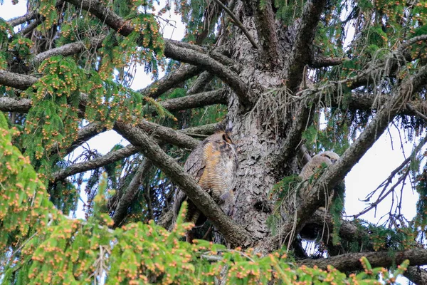 Eine große Waldkauz hockt in einem Baum. — Stockfoto