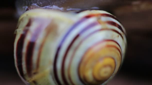 Macro view of snail on wet leaf — Stock Video