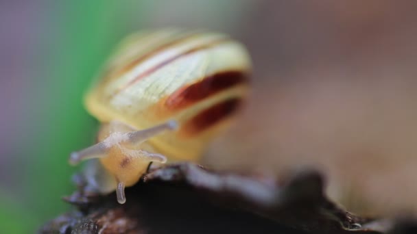 Macro vista de caracol en hoja húmeda — Vídeo de stock