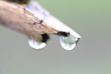 Su damlacıkları sarkan kahverengi dallar