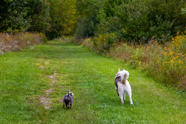 O cão está correndo em uma estrada áspera na fazenda — Fotografia de Stock