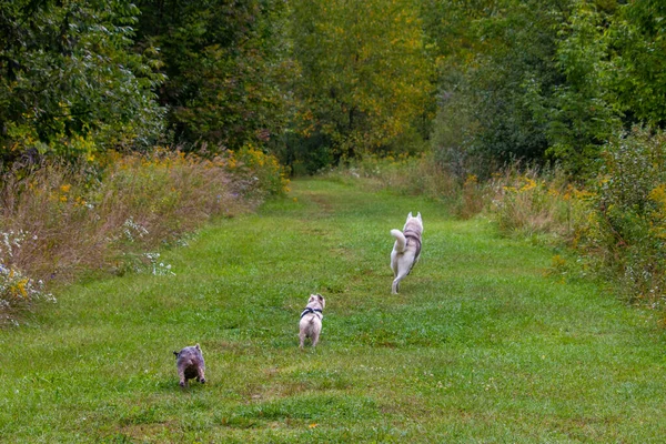 El perro está corriendo en un camino difícil en la granja —  Fotos de Stock