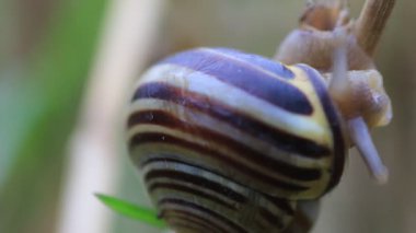 Yağmurdan sonra, bir bitkinin dalında sürünen bir salyangozun yakın çekimi.