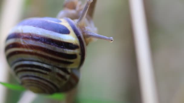 Após a chuva, um close-up de um caracol rastejando para cima em um ramo de uma planta — Vídeo de Stock