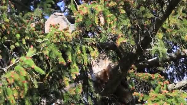 Tres grandes búhos con cuernos sentados en un nido de árboles — Vídeos de Stock