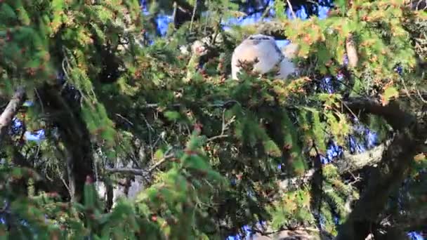 Drie grote gehoornde uilen zittend in een boomnest — Stockvideo