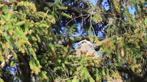 En stor Horned Owl baby, känd som en uggla, vaknar i sitt bo och ser sig omkring. — Stockvideo