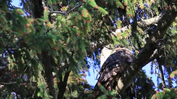 Drie grote gehoornde uilen zittend in een boomnest — Stockvideo