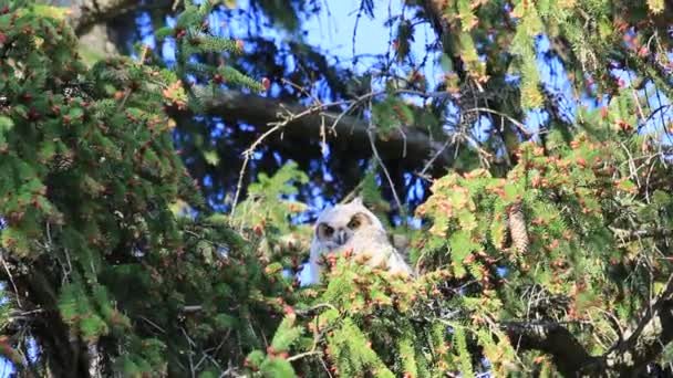 Een grote gehoornde uil zit in een boom die waait in de wind. Wetenschappelijke naam is Bubo virginianus — Stockvideo