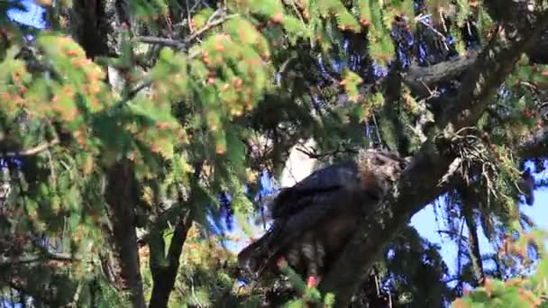 Большая рогатая сова, сидящая на дереве и дующая на ветру. Научное название Бубо Виргинский — стоковое видео
