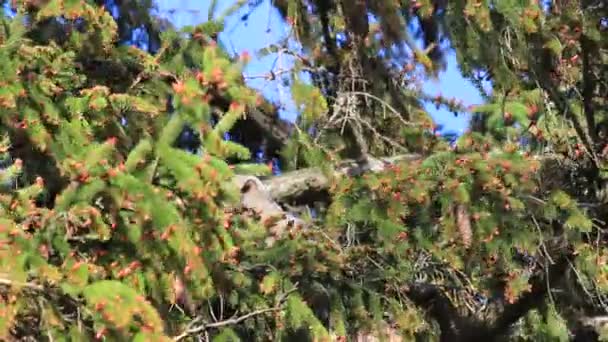 Een grote gehoornde uil baby, bekend als een uil, ontwaakt in zijn nest en kijkt rond. — Stockvideo