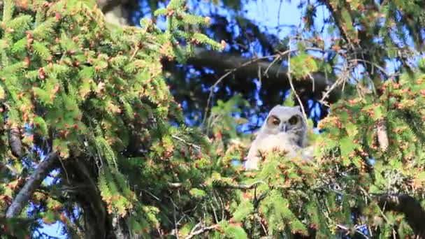 Un gran búho con cuernos sentado en un árbol que sopla en el viento. Nombre científico es Bubo virginianus — Vídeos de Stock