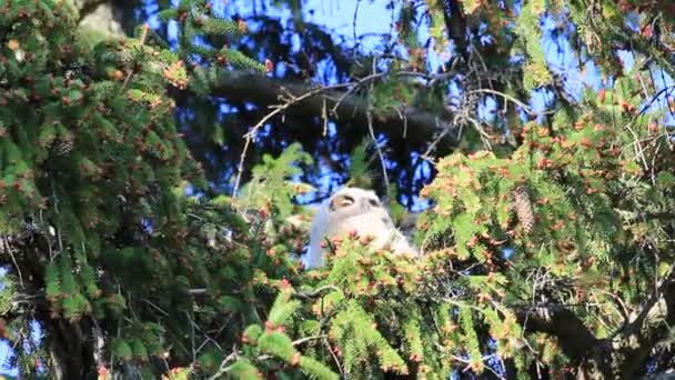 Un grande gufo cornuto seduto su un albero che soffia nel vento. Il nome scientifico è Bubo virginianus — Video Stock