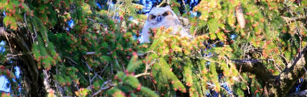 Grote Gehoornde Uil Mam en Owlets — Stockfoto