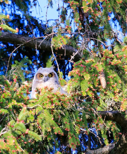 Great Horned Owl Mom and Owlets — Stock Photo, Image