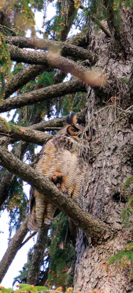 Grote Gehoornde Uil Mam en Owlets — Stockfoto