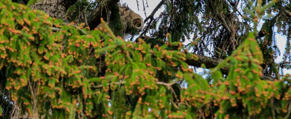 Grote Gehoornde Uil Mam en Owlets — Stockfoto