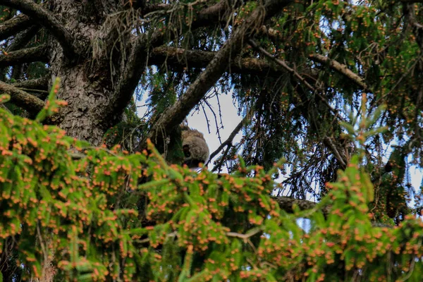 Grote Gehoornde Uil Mam en Owlets — Stockfoto