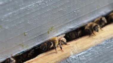 Bal arıları kovanlarına girip çıkıyorlar. Bu kovan kıştan sonra kontrol edildi. Çekim makrosu 1: 1
