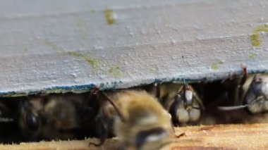 Bal arıları kovanlarına girip çıkıyorlar. Bu kovan kıştan sonra kontrol edildi. Çekim makrosu 1: 1