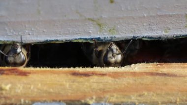 Bal arıları kovanlarına girip çıkıyorlar. Bu kovan kıştan sonra kontrol edildi. Çekim makrosu 1: 1