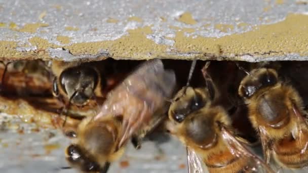 Miodowe pszczoły wchodzące i wychodzące ze swojego człowieka zrobiły ul. Ten ul został sprawdzony po zimie. Strzał makro 1: 1 — Wideo stockowe