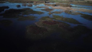 Baharda Kanada 'da bir bataklığın uzun otlarının üzerinde süzülüyordu.
