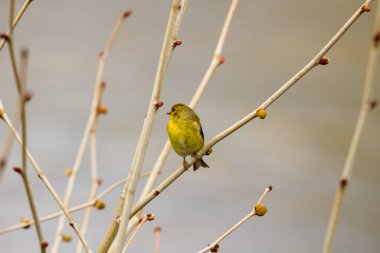 Amerikan ispinozu Baharda ağaçta tünedi