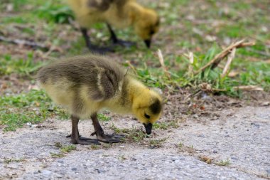 Genç Kanada Kuğusu 'nun ailesi ve yumurtadan yeni çıkmış yavruları.
