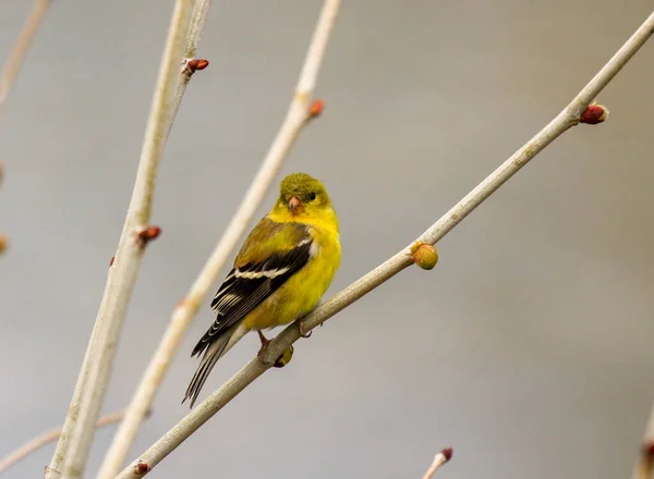 American Goldfinch empoleirado em árvore na primavera — Fotografia de Stock